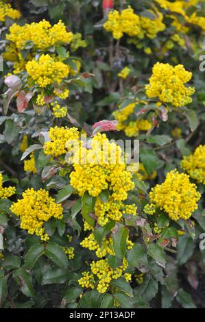 L'arbuste à feuilles persistantes Mahonia aquifolium est utilisé pour l'aménagement paysager Banque D'Images