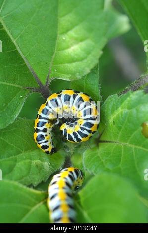 Dans la nature sur la plante chenilles papillon Cuculllia (Cuculllia) pustulata Banque D'Images