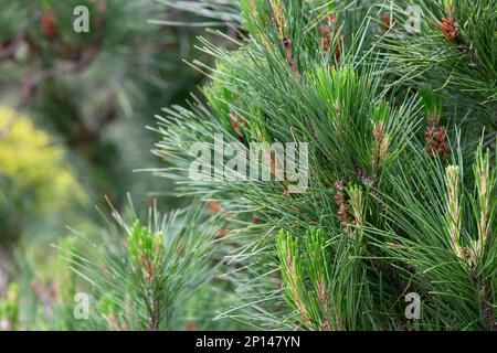 Pinus radiata fleurit dans la forêt printemps foyer sélectif, fond naturel Banque D'Images