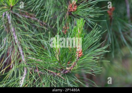 Pinus radiata fleurit dans la forêt printemps foyer sélectif, fond naturel Banque D'Images