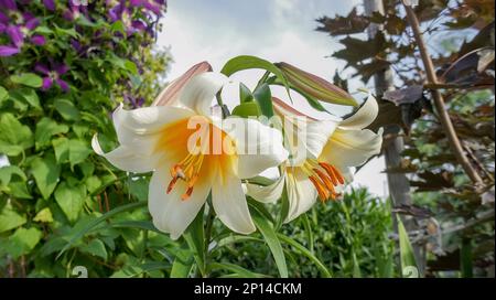 Arbre Lily ou Lilium Lavon jaune fleur blanche dans le jardin conception faible profondeur de champ Banque D'Images