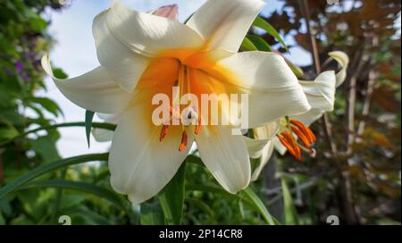 Arbre Lily ou Lilium Lavon jaune fleur blanche dans le jardin conception faible profondeur de champ Banque D'Images