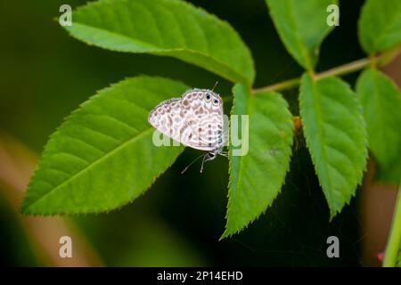 papillon à imprimé zèbre sur une plante verte, bleu à queue courte de Lang, Leptotes pirithous Banque D'Images