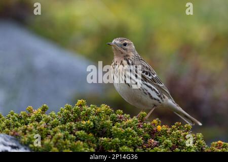 Rotkehlpieper, Rotkehl-Pieper, Anthus cercinus, pipit à gorge rouge, le Pipit à gorge rousse Banque D'Images