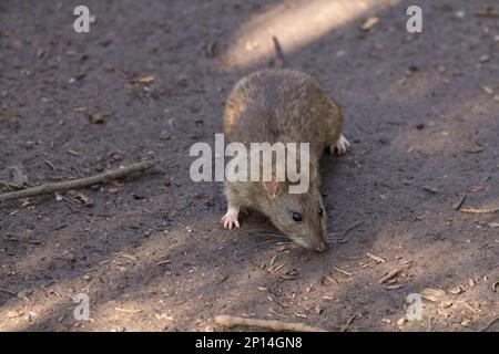 Rattus norvegicus brun de rat, fourrure grise brunâtre grossière petites oreilles à poil fin épais queue effilée squameuse longue fouets quatre orteils avant cinq orteils arrière Banque D'Images