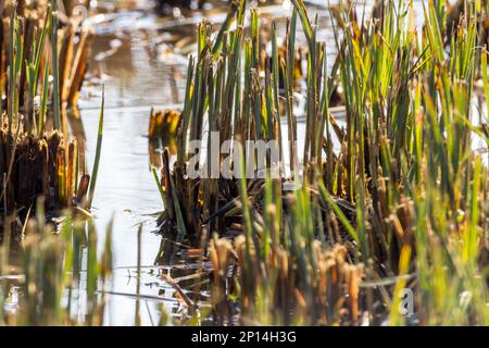 Snipe Gallinago x2, en roseaux coupés long strait bill corps long jambes courtes yeux hauts sur la tête brun-buffle plumage strié avec des marques noires et blanches Banque D'Images