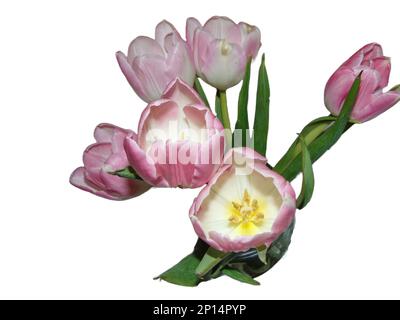 Tulipe rose isolé sur fond blanc Banque D'Images