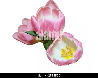 Tulipe rose isolé sur fond blanc Banque D'Images