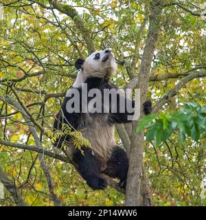 Un panda géant grimpant dans un arbre, mangeant des feuilles en automne Banque D'Images