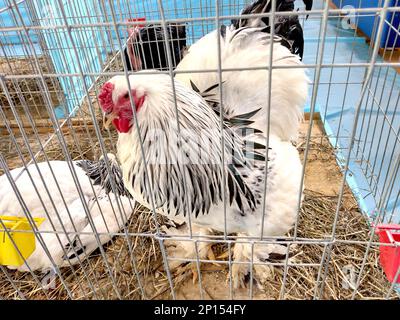 Brahma poulet sur la paille dans une cage Banque D'Images