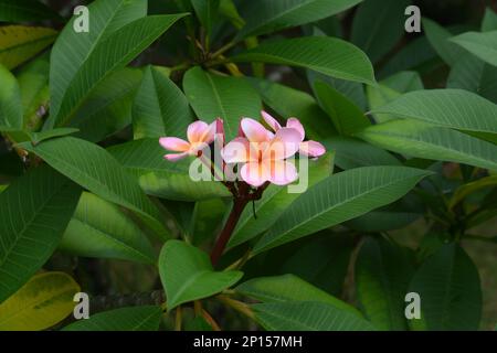 Les pétales roses en forme d'entonnoir de la fleur de Frangipani avec des feuilles vertes émeraudes oblongues pointues dans le Queensland tropical, en Australie Banque D'Images