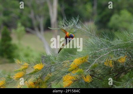 Rainbow Lorikeet se nourrissant en vol au-dessus des fleurs de miel Gem avec des ailes multicolores largement en direction de caméra Banque D'Images