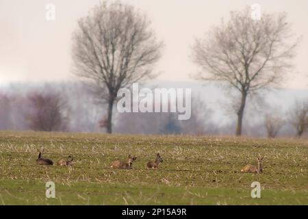 un groupe de chevreuils dans un champ en automne Banque D'Images