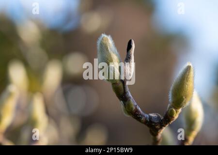 Un bourgeon de magnolia fermé émergeant d'une coquille extérieure moelleuse. La variété est Magnolia sulanja, une fleur rose. Gros plan, mise au point sélective. Horizontale avec m Banque D'Images