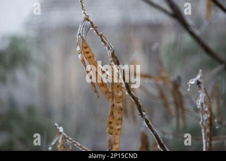 Eau de pluie congelée sur toutes les branches de l'arbre avec des gousses brunes recouvertes de gel. Glaçons suspendus à des brindilles. Banque D'Images