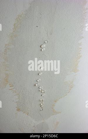 Fuite d'humidité dans le toit de la chambre dans les murs de plafond. Des gouttelettes d'eau se forment et s'écoulent du plafond humide en raison de l'inondation de l'eau de pluie. Gros plan, pas de personne. Banque D'Images