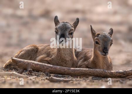 deux jeunes aries sont confortablement installés dans une forêt en automne Banque D'Images