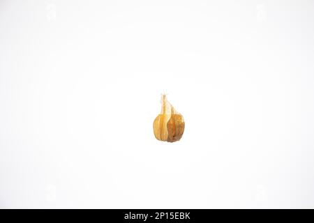 Un seul fruit physalis mûr. Gros plan en studio, isolé sur fond blanc. Banque D'Images