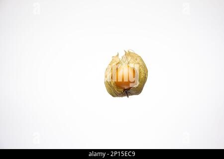 Un seul fruit physalis mûr. Gros plan en studio, isolé sur fond blanc. Banque D'Images