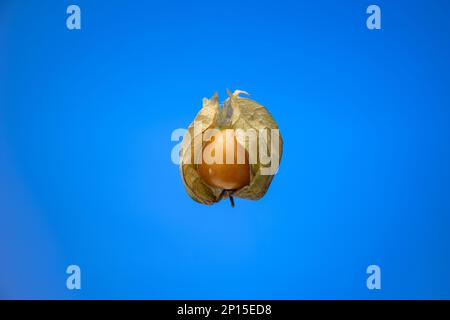 Un seul fruit physalis mûr. Gros plan en studio, isolé sur fond bleu. Banque D'Images