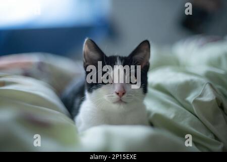 un jeune adorable chaton regarde curieusement l'appareil photo Banque D'Images