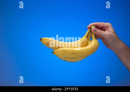 Bananes mûres jaunes tenues à la main par un mâle caucasien. Gros plan en studio, isolé sur fond bleu. Banque D'Images