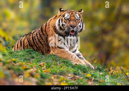 un jeune tigre beau est couché et relaxant Banque D'Images