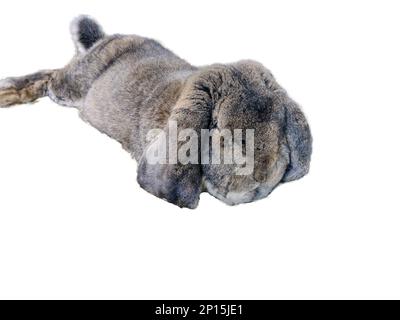 Lapin isolé sur fond blanc Banque D'Images