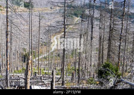 Toter Harzer Wald Waldsterben durch Borkenkäfer Banque D'Images