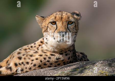 une guépard se trouve sur une pierre et se détend Banque D'Images