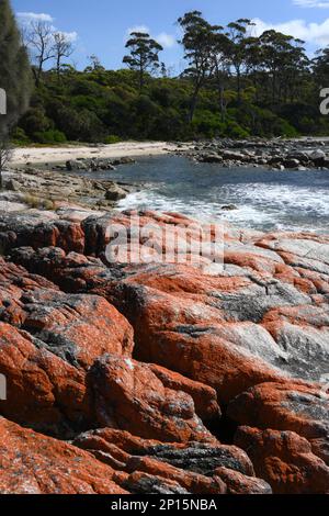 Le lichen orange couvrait des rochers en premier plan sur une plage de sable blanc près de Skeleton Bay à Binalong, en Tasmanie, dans la baie des feux. Banque D'Images