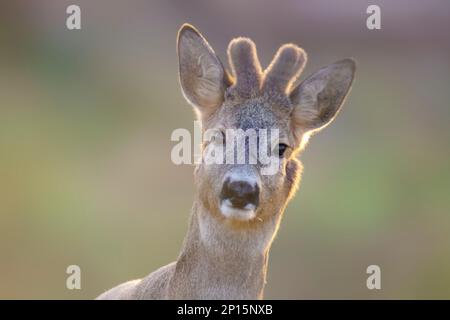 un portrait d'un joli roebuck en été Banque D'Images