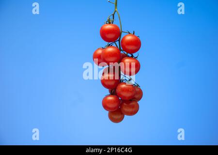 Vigne de tomates cerises rouges fraîches isolées sur fond bleu. Banque D'Images