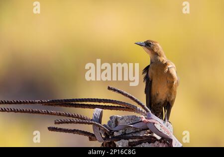 EL HIMALAYA BEACH, SONORA / MEXIQUE - 16 OCTOBRE 2022. Un oiseau sauvage (quiscalus mexicanus) perché sur les ruines d'une construction abandonnée. Banque D'Images