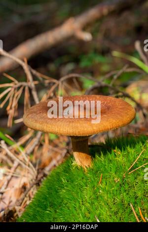 Champignon sur fond mou - Paxillus involutus, communément connu sous le nom de roul brun, roul commun, ou pax poison, Banque D'Images