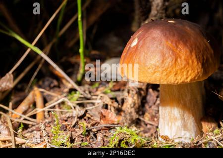 Champignon comestible Boletus edulis Bull ou borowik szlachetny, pravy, prawdziwek à calotte brune poussent dans l'herbe dense. Saison des champignons. Banque D'Images