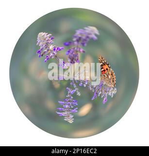 Coordonnées polaires image d'une dame papillon peinte (vanessa cardui) sur fond blanc Banque D'Images