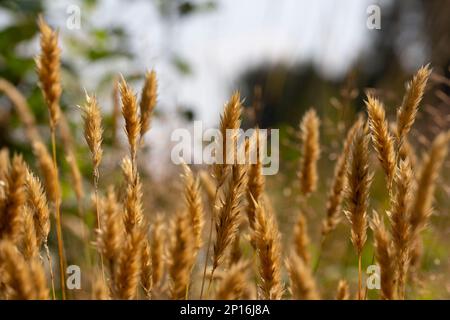 Anthoxanthum odoratum épillets dorés dans un champ d'été août Banque D'Images