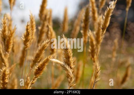 Anthoxanthum odoratum épillets dorés dans un champ d'été août Banque D'Images