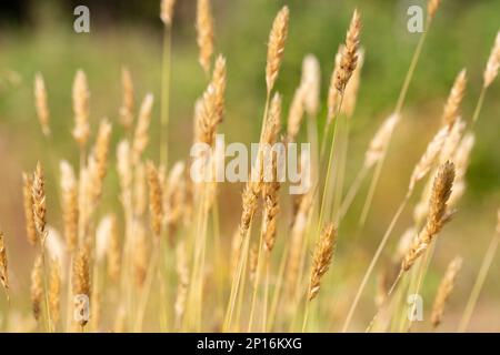 Anthoxanthum odoratum épillets dorés dans un champ d'été août Banque D'Images