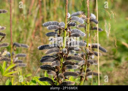 Fruits mûrs de Lupinus Polyphyllus. Lupinus Polyphyllus ou lupin de jardin, est une plante herbacée vivace avec des tiges de la tige, une espèce de lupin, dans le Banque D'Images