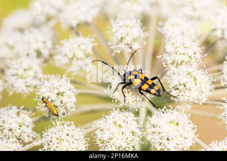 Gros plan sur un coléoptère de longhorn tacheté, Leptura maculata sur la fleur blanche d'une carotte sauvage, Daucus carota. Banque D'Images