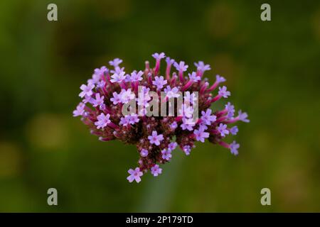 Fleurs de verveine bonariensis (Vervain argentin ou Purpletop Vervain, Clustertop Verbain, Tall Verbena, Pretty Verbena) dans le jardin Banque D'Images