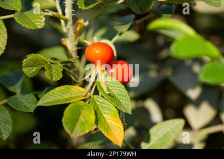 baie médicinale de rosehip, rosehip rond rouge sur une branche parmi les feuilles vertes, fond naturel d'automne Banque D'Images