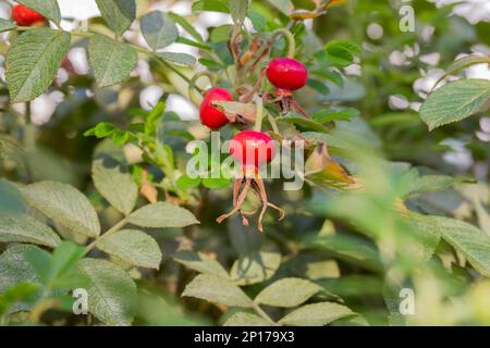 baie médicinale de rosehip, rosehip rond rouge sur une branche parmi les feuilles vertes, fond naturel d'automne Banque D'Images