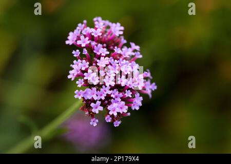 Fleurs de verveine bonariensis (Vervain argentin ou Purpletop Vervain, Clustertop Verbain, Tall Verbena, Pretty Verbena) dans le jardin Banque D'Images