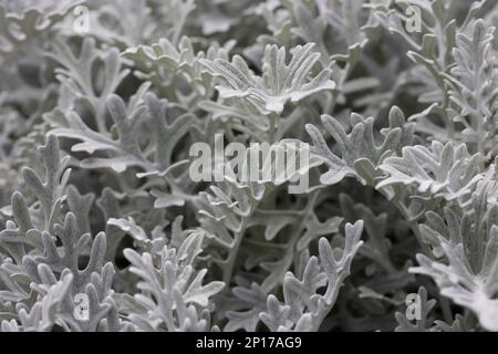 Feuilles de Jacobaea maritima, communément connu sous le nom d'argent ragwort fond floral macro naturel dans les nuances de gris Banque D'Images