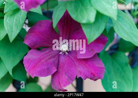 Clematis viticella Carmencita fleur pourpre dans la conception de jardin Banque D'Images