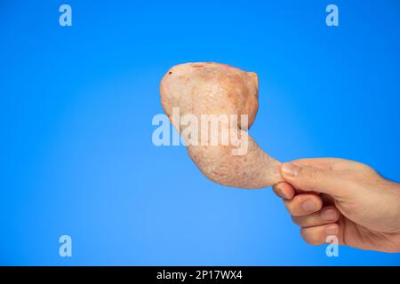 Cuisse de poulet entière fraîche brute tenue à la main par un mâle caucasien isolé sur fond bleu. Banque D'Images