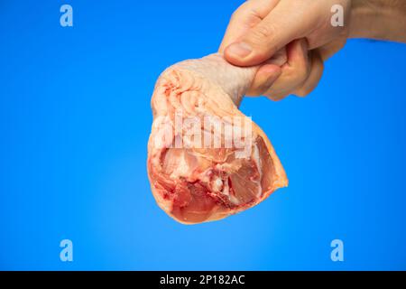 Cuisse de poulet entière fraîche brute tenue à la main par un mâle caucasien isolé sur fond bleu. Banque D'Images